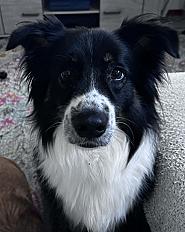 Donne border collie femelle 4 ans - Haute Savoie
