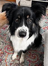 Donne border collie femelle 4 ans - Haute Savoie - Photo 2