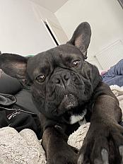 Donne Bouledog français mâle 1 an - Oise