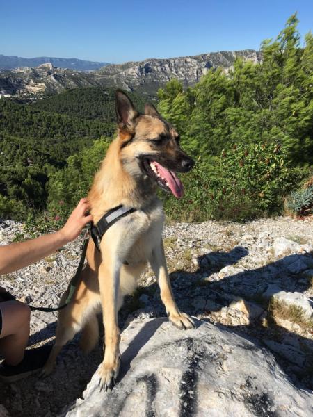 Donne chien loup tchèque croisé malinois 8 ans - Indre et Loire
