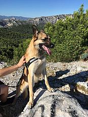 Donne chien loup tchèque croisé malinois 8 ans - Indre et Loire
