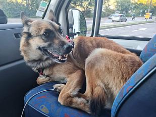 Donne chien loup tchèque croisé malinois 8 ans - Indre et Loire - Photo 2