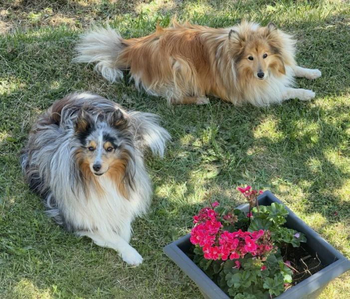 Bergers Shetland mâle et femelle à donner ensemble - Puy de Dôme