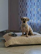 Donne York x épagneul tibétain mâle 7 ans - Haute Saone