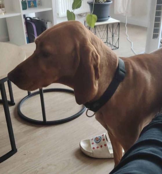 Donne n'alla braque hongrois femelle 4 ans - Gironde