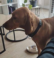 Donne n'alla braque hongrois femelle 4 ans - Gironde