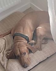 Donne n'alla braque hongrois femelle 4 ans - Gironde - Photo 3