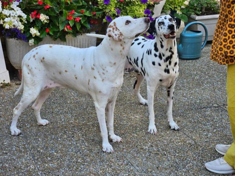 Donne 2 dalmatiens orphelins ensemble femelle -  Aube