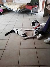 Donne 2 dalmatiens orphelins ensemble femelle -  Aube - Photo 2