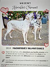 Donne 2 dalmatiens orphelins ensemble femelle -  Aube - Photo 3