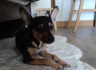 Donne Pincher mâle 2 ans - Bouches du Rhône