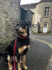 Donne chienne beauceron croisée  3 ans - Seine et Marne