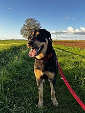 Donne chienne beauceron croisée  3 ans - Seine et Marne - Photo 2