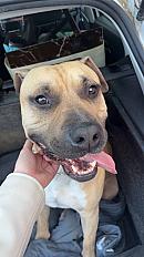 Donne amstaff LOF 4 ans - Hérault