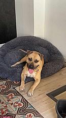 Donne amstaff LOF 4 ans - Hérault - Photo 2