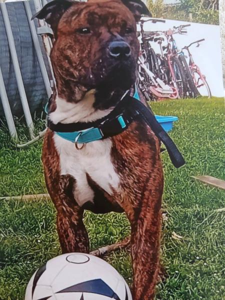 Donne Dogue argentin croisé Boxer 3 ans - Morbihan