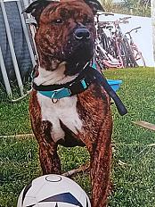 Donne Dogue argentin croisé Boxer 3 ans - Morbihan