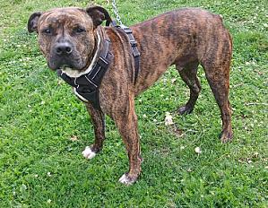 Donne Dogue argentin croisé Boxer 3 ans - Morbihan - Photo 2