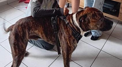 Donne Dogue argentin croisé Boxer 3 ans - Morbihan - Photo 3