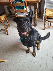 Donne chien beauceron 4 ans - Loiret