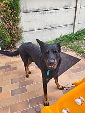 Donne chien beauceron 4 ans - Loiret - Photo 2