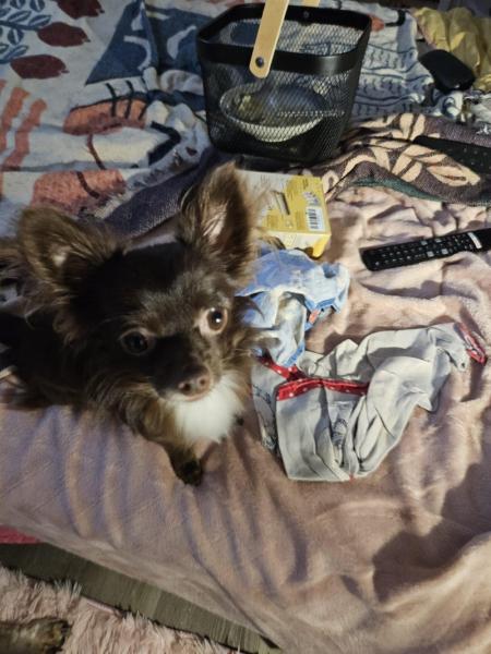 Donne Chihuahua poils longs 1 an - Gironde