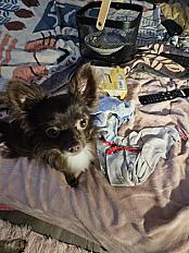 Donne Chihuahua poils longs 1 an - Gironde