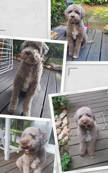 Donne Lagotto Romagnolo( chien d'eau Romagnol) femelle 8 ans - Rhône