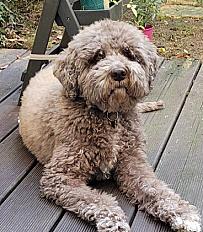 Donne Lagotto Romagnolo( chien d'eau Romagnol) femelle 8 ans - Rhône - Photo 2