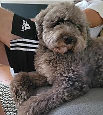 Donne Lagotto Romagnolo( chien d'eau Romagnol) femelle 8 ans - Rhône - Photo 3