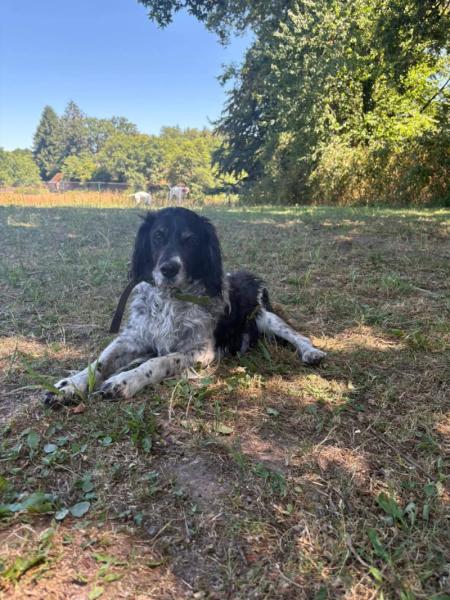 Donne épagneul breton mâle adulte - Corrèze