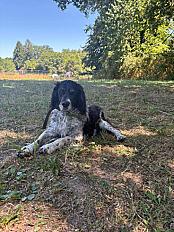 Donne épagneul breton mâle adulte - Corrèze