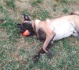 Donne chien malinois 9 ans - Gard