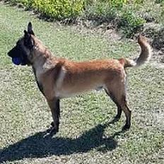 Donne chien malinois 9 ans - Gard - Photo 2