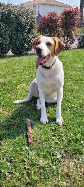 Donne labrador croisé mâle adulte - Loire Atlantique