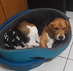 Donne Beagle mâle 5 ans- Eure et Loir - Photo 2
