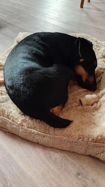 Donne croisé jagdterrier 5 ans - Loire