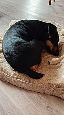 Donne croisé jagdterrier 5 ans - Loire