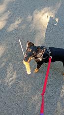 Donne croisé jagdterrier 5 ans - Loire - Photo 2