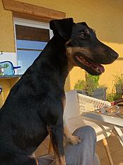 Donne croisé jagdterrier 5 ans - Loire - Photo 3