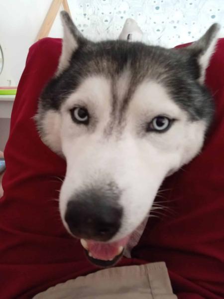 Donne husky sibérien mâle 9 ans - Morbihan