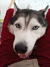 Donne husky sibérien mâle 9 ans - Morbihan
