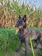 Donne Berger Hollandais 5 ans male castré - Calvados - Photo 2