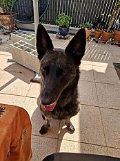 Donne Berger Hollandais 5 ans male castré - Calvados - Photo 3