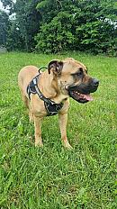 Donne chien dogue de Majorque loyal et affectueux 3 ans - Ain