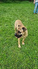 Donne chien dogue de Majorque loyal et affectueux 3 ans - Ain - Photo 2