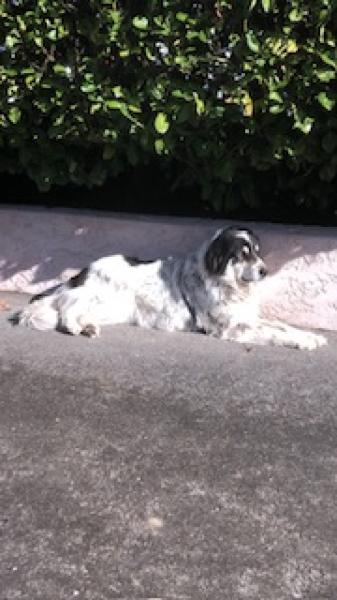 Donne Berger Grec de l'Atlas femelle 5 ans - Haute Savoie