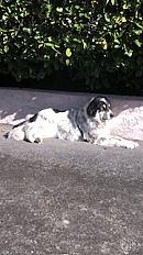 Donne Berger Grec de l'Atlas femelle 5 ans - Haute Savoie