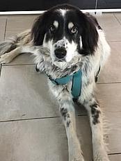 Donne Berger Grec de l'Atlas femelle 5 ans - Haute Savoie - Photo 2