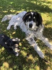 Donne Berger Grec de l'Atlas femelle 5 ans - Haute Savoie - Photo 3